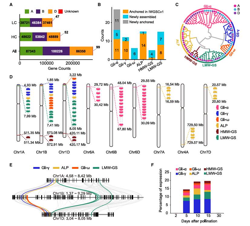Gene annotation of the nearly complete CS genome (Wang et al., 2025)