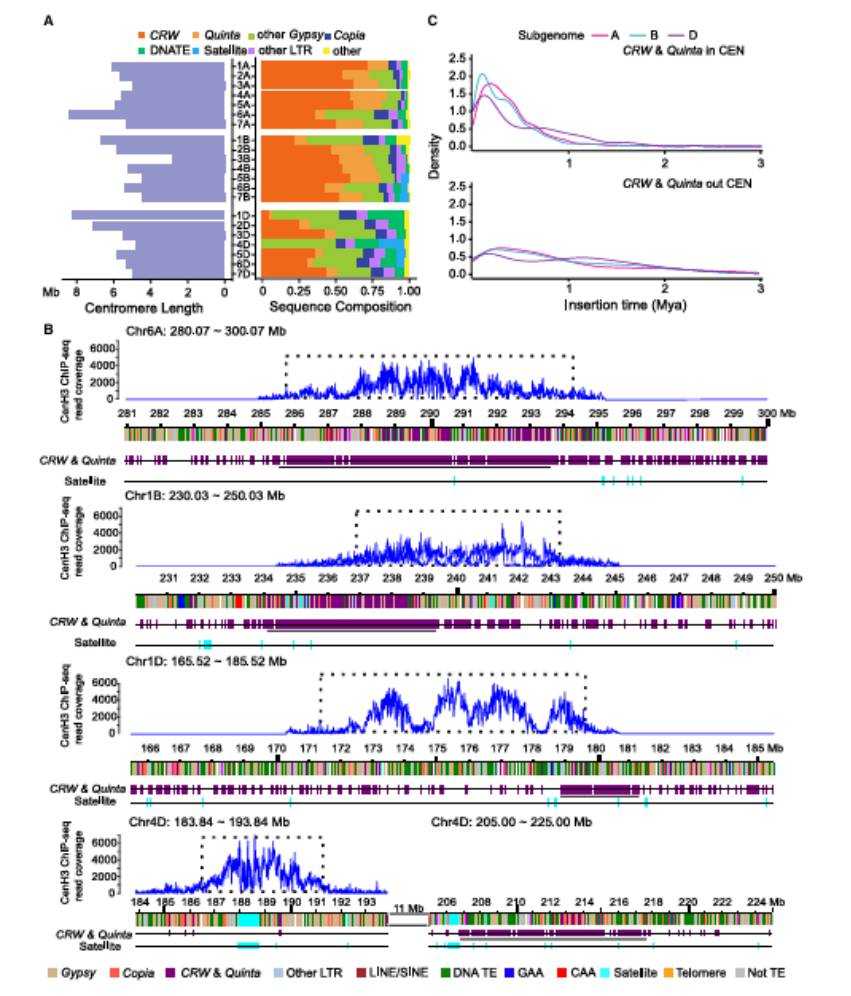 The sequence composition and insertion timing of CRW and Quinta within centromeric regions (Wang et al., 2025)