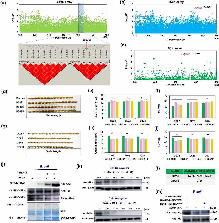 The cloning and functional identification of TaSRK (Zhang et al., 2025)
