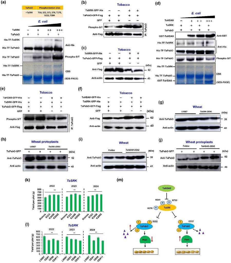 The TaHDA9-TaSRK-TaPsbO module controls wheat grain length through the mediation of photosynthesis (Zhang et al., 2025)