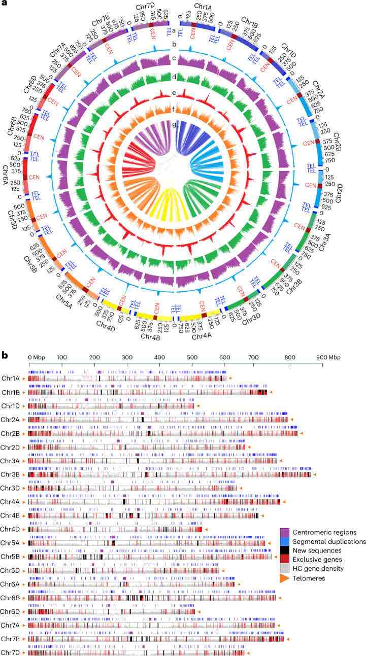 Summary of the whole-genome assembly of CS-IAAS (Liu et al., 2025)