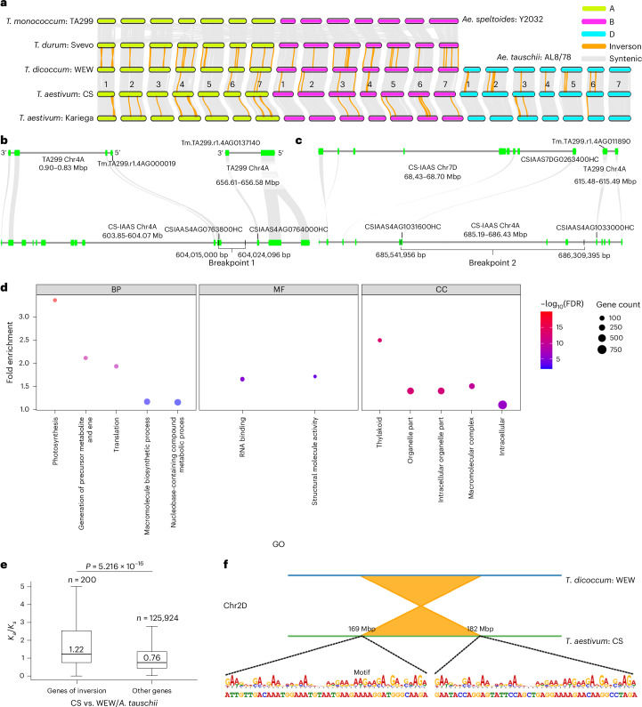 Chromosomal rearrangements play a role in the hexaploidization evolution of wheat (Liu et al., 2025)