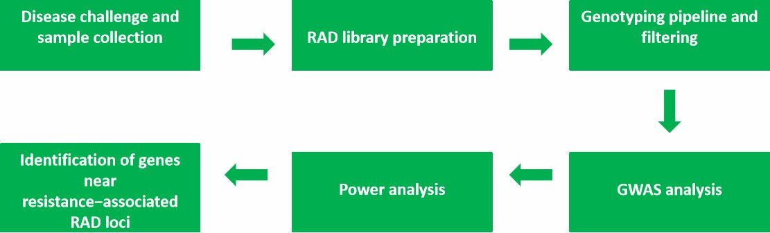 CD Genomics' disease resistance traits analysis service process.