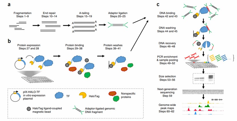 Overview of DAP-seq process (Anna et al., 2017)