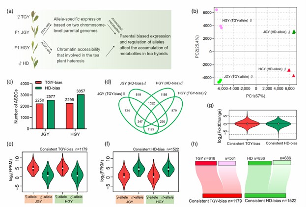 Global analysis of alleles and ASEGs with parental bias in tea plant hybrids (Wang et al., 2022)