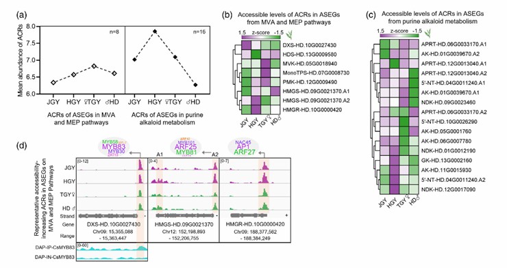 Analysis of ACRs in ASEGs (Wang et al., 2022)