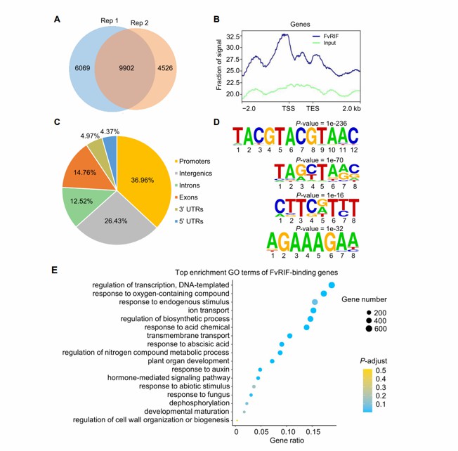 Genome-wide identification of FvRIF binding sites through DAP-seq (Li et al., 2023)