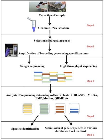 A protocol for obtaining DNA barcodes. (Antil et al., 2023)