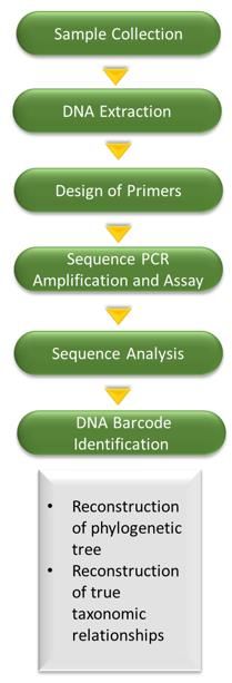 CD Genomics DNA barcoding and specie identification service