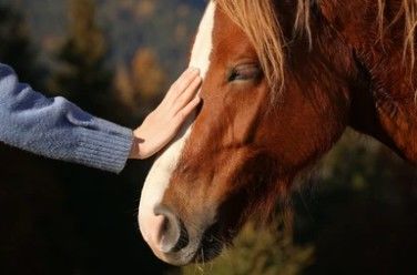 Equine Genome Sequencing.