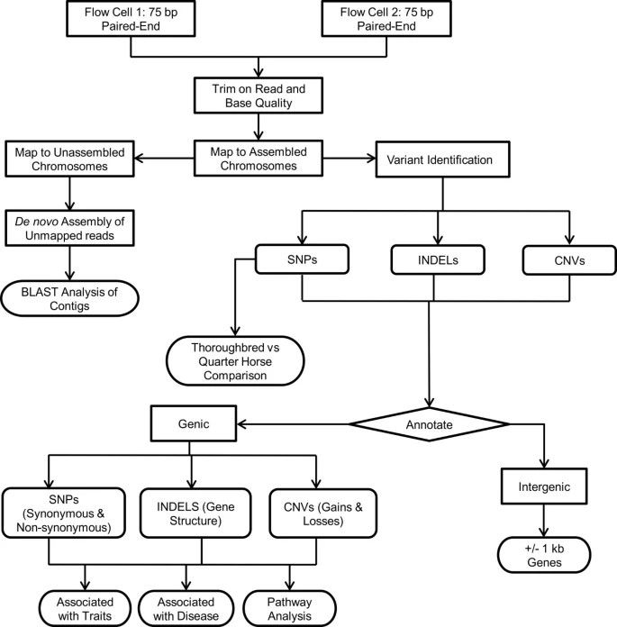 Overview of genome-wide variation analysis pipeline by next generation sequencing. 