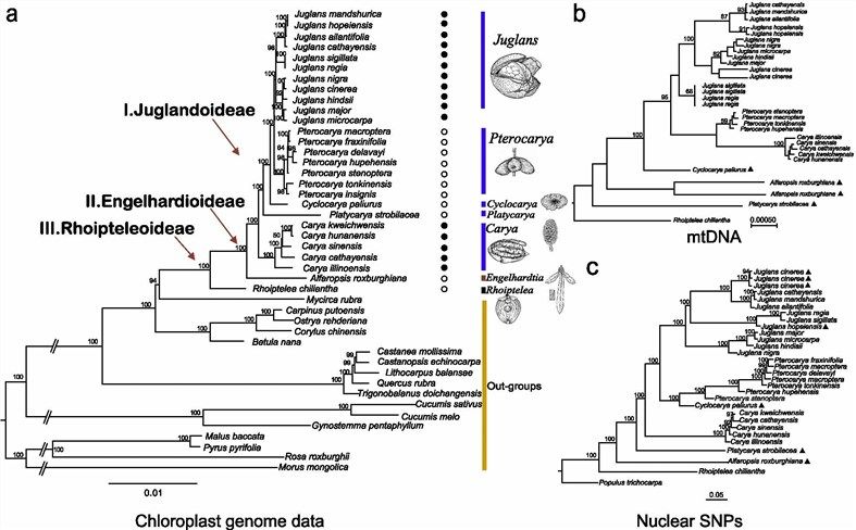 The Maximum Likelihood (ML) phylogenetic trees of Juglandaceae.