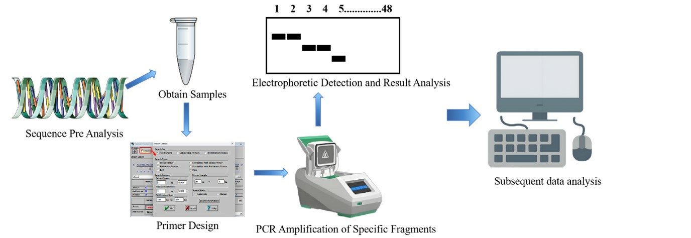 Molecular mechanism of microsatellite (SSR) marker polymorphism detection (Yang et al.,2015)