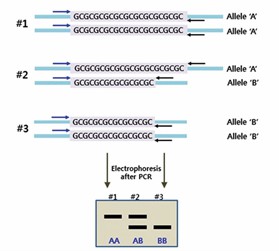 Standard operating procedure for microsatellite (SSR) marking technology.