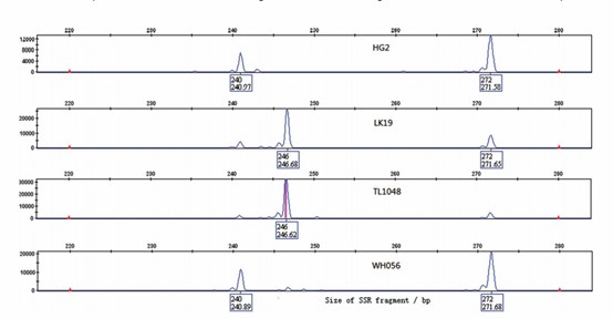 Electrophoretic SSR analysis results chart (Zhou et al.,2017)