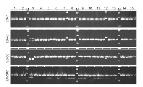 Partial diagram of SSR data analysis results (Garino et al.,2014; Zhu et al., 2023; Ibrahimi et al.,2023; Shraddha et al., 2023)