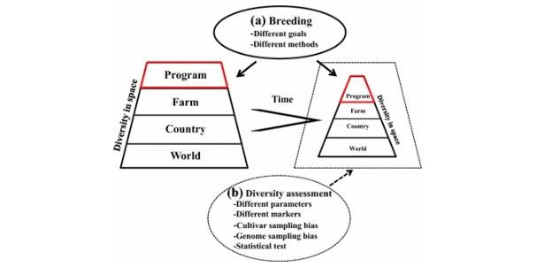 Illustration of the spatial and temporal changes (solid line and some highlight in red) in crop genetic diversity generated by modern plant breeding with variable goals and methods.