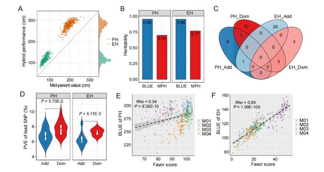 Genetic and Phenotypic Investigation of Plant Height and Ear Height in a Hybrid Population (Zhang et al., 2025)