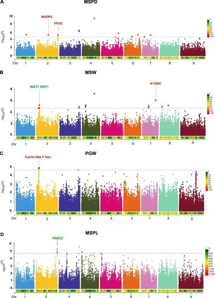 GWAS on Agronomic Traits of Foxtail Millet (Wang et al., 2022)