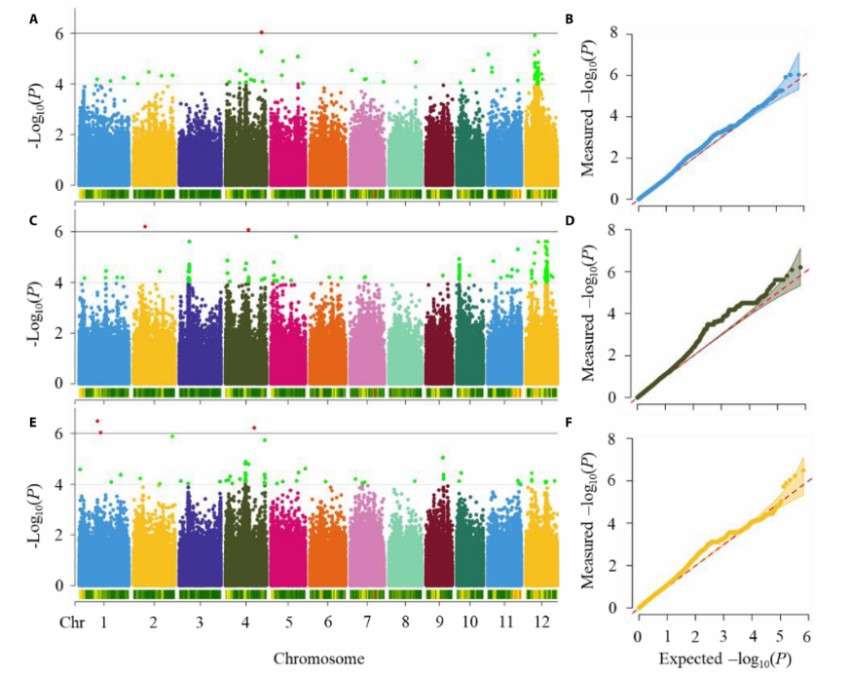 Manhattan plots (A, C, and E) and quantile - quantile plots (B, D, and F) for the measured GPC estimated value 1 and estimated value 2 were presented (Zheng et al., 2024)