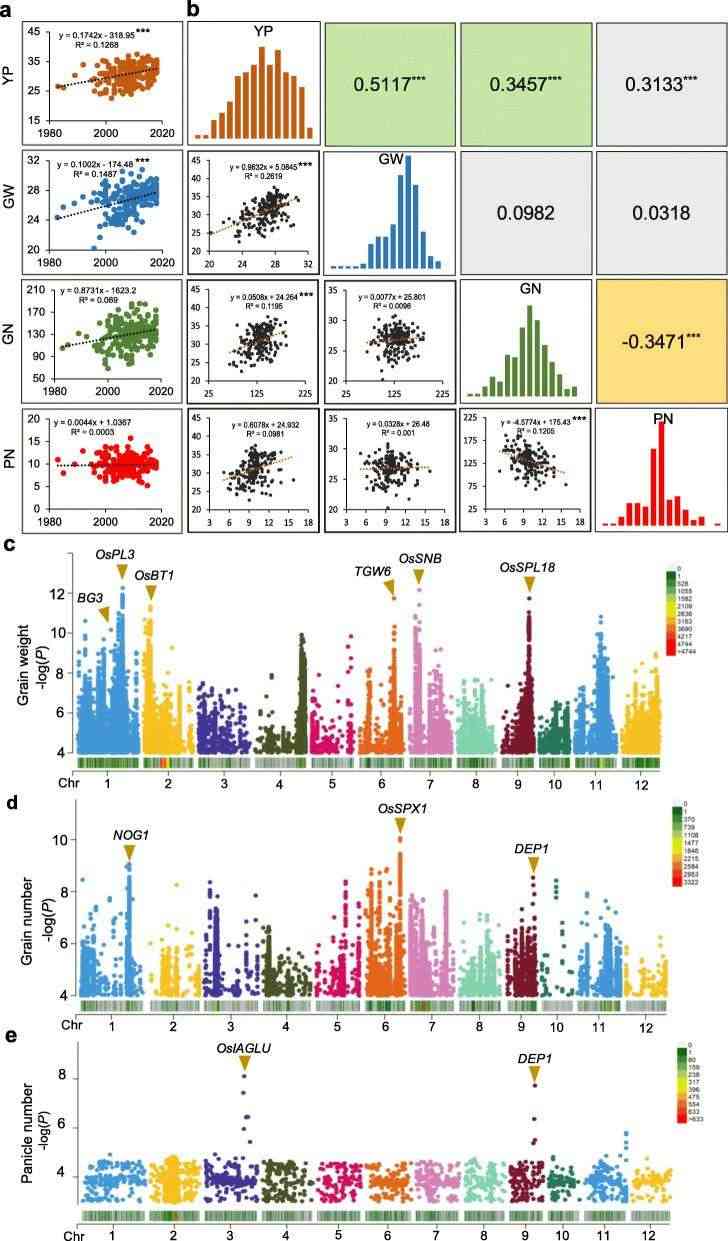 GWAS on Genes Linked to Yield Traits (Xiao et al., 2021)