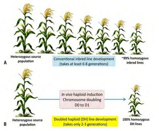 Number of generations to reach genetic purity (homozygosity) through: (A) conventional inbreeding; (B) doubled haploid technology.