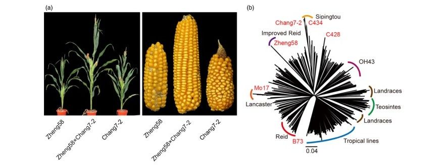 Heterosis advantage of maize hybrids and whole-genome variation of their parental lines.