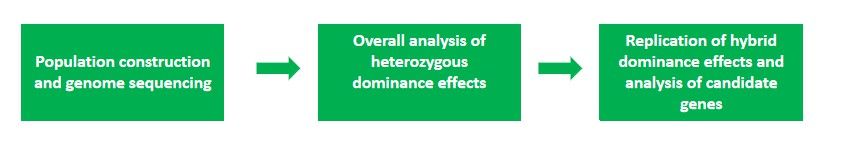 CD Genomics heterosis analysis service process.