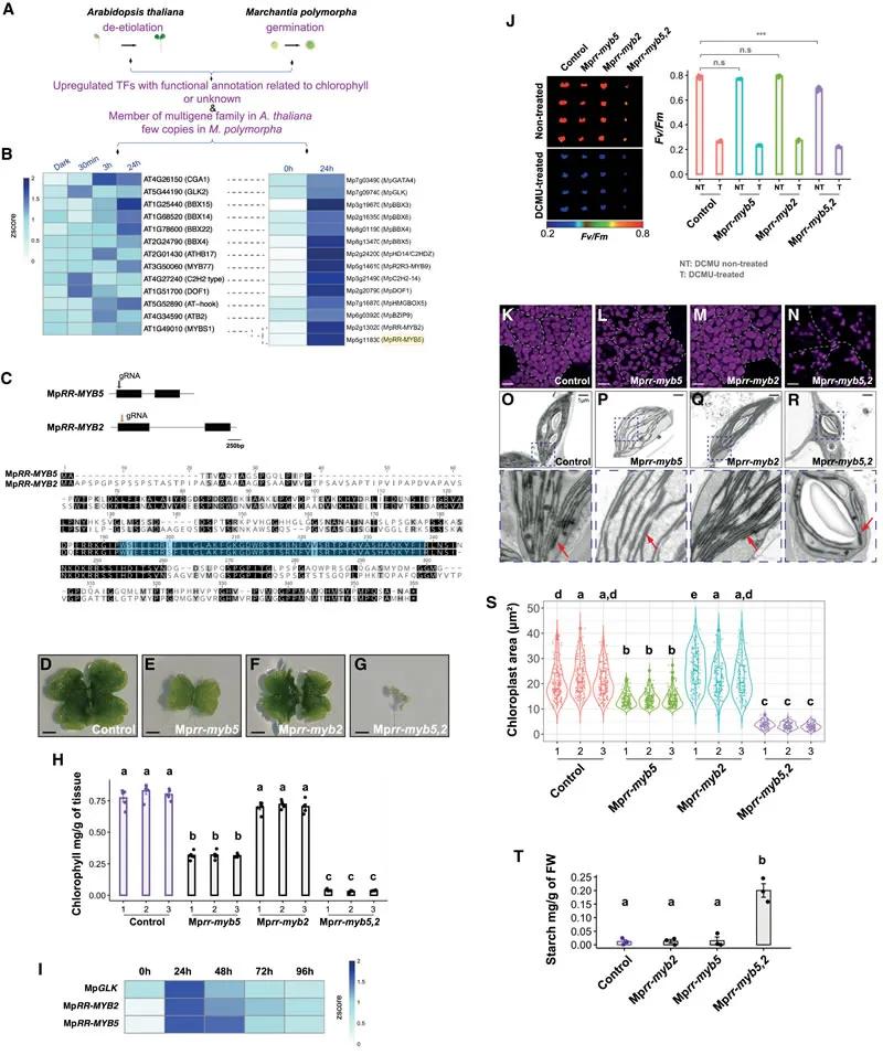 How Sequencing Unlocks the Mechanisms of Plant Chloroplast Biogenesis