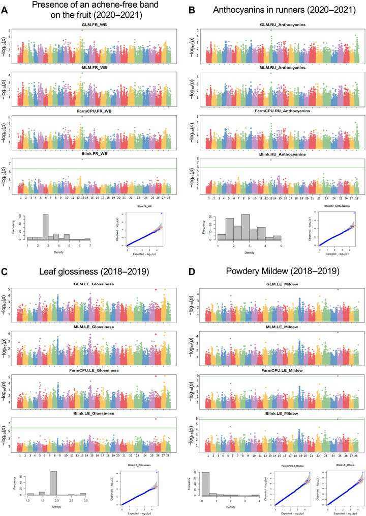 There are significant GWAS associations regarding the presence of an achene-free band on the fruit (Muñoz et al., 2024)