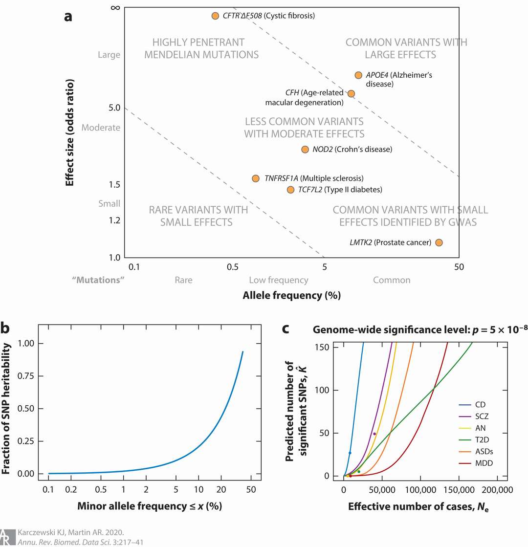 In GWAS power is determined by allele frequency, effect size, and sample size (Karczewski et al., 2020)