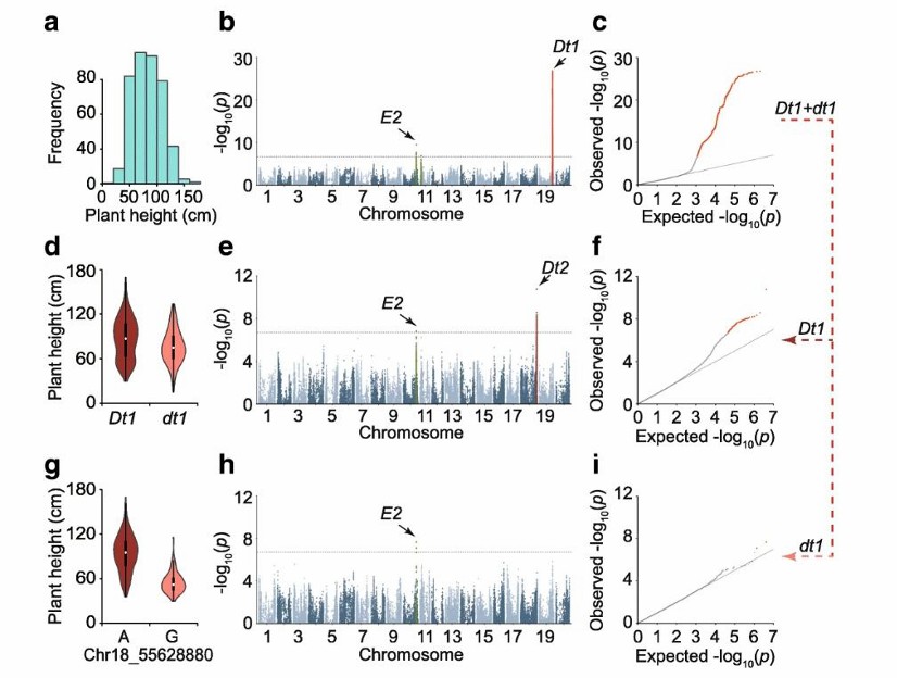 GWAS regarding the soybean plant height (Ding et al., 2024)