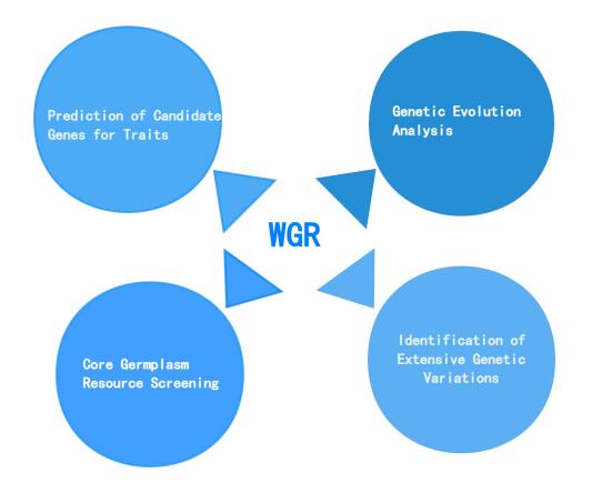 Whole genome resequencing application in Breeding Development.