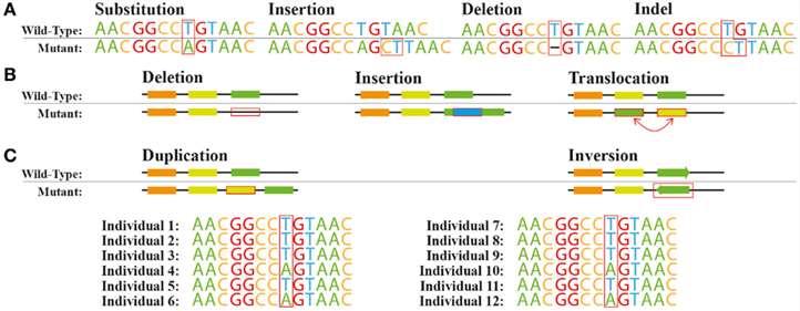 Figure 1. Types of gene variants