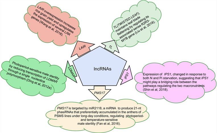 Verified functions of lncRNAs in rice.