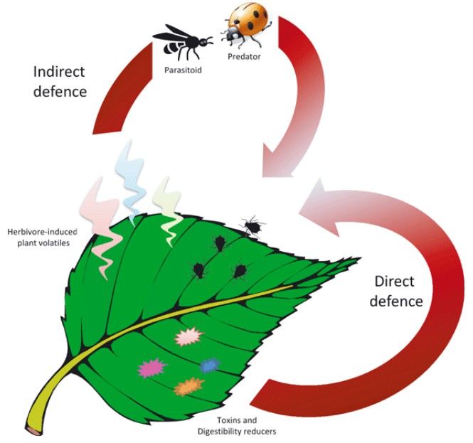 Direct and indirect plant defence mechanisms.