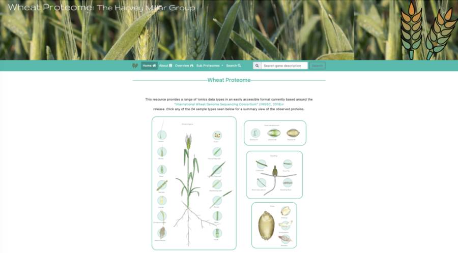 Wheat protein Group Database