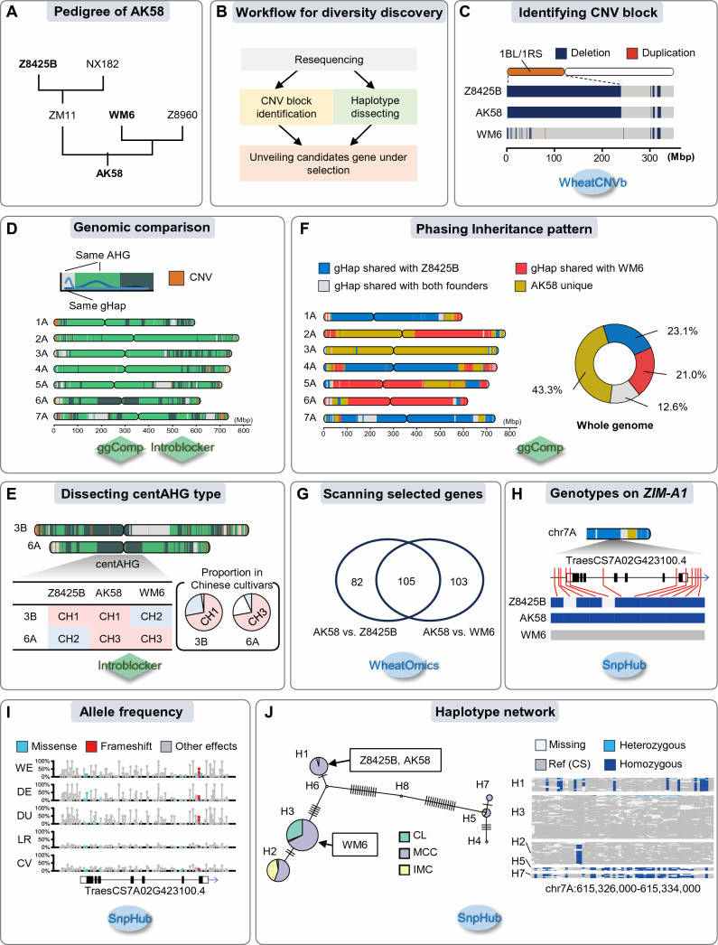 One instance of the genetic basis analysis for outstanding wheat germplasm is provided by Chen et al. (2024)