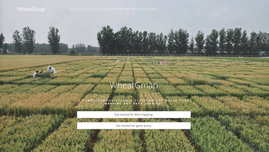 Comprehensive Genome Platform for Wheat Gene Mapping and Data Sharing