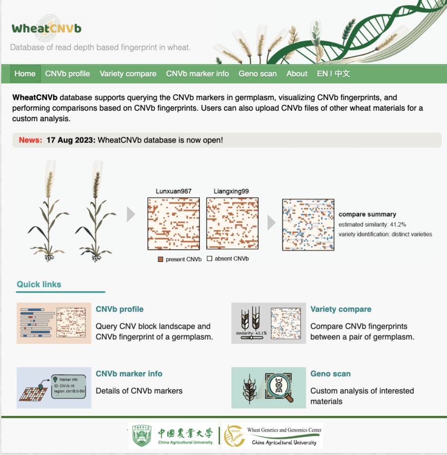 Wheat WheatCNVb Database