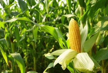 Maize Genome Sequencing.