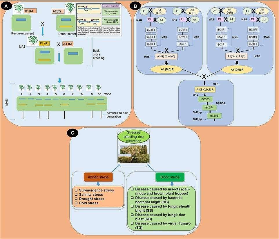 MAS for rice stress tolerance improvement.