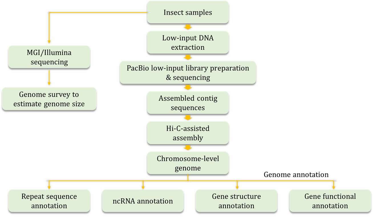 Technical pipeline for sequencing the insect micro-library