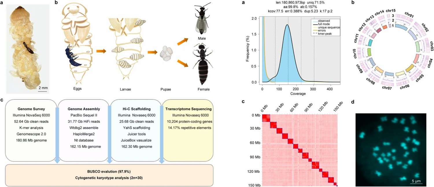 Chromosome-scale genome assembly of the bethylid ectoparasitoid wasp Sclerodermus sp. alternatusi (Wan et al., 2024)