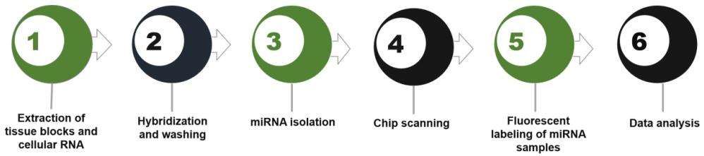 microRNA microarray services workflow - CD Genomics