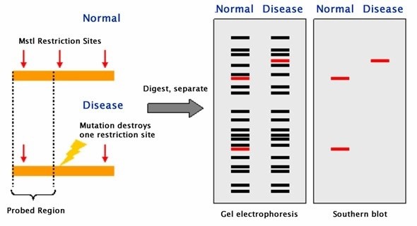 Molecular Markers in Molecular Breeding: Development and Characteristics