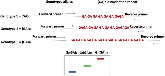 The simple sequence repeats (SSRs) or microsatellite principle 