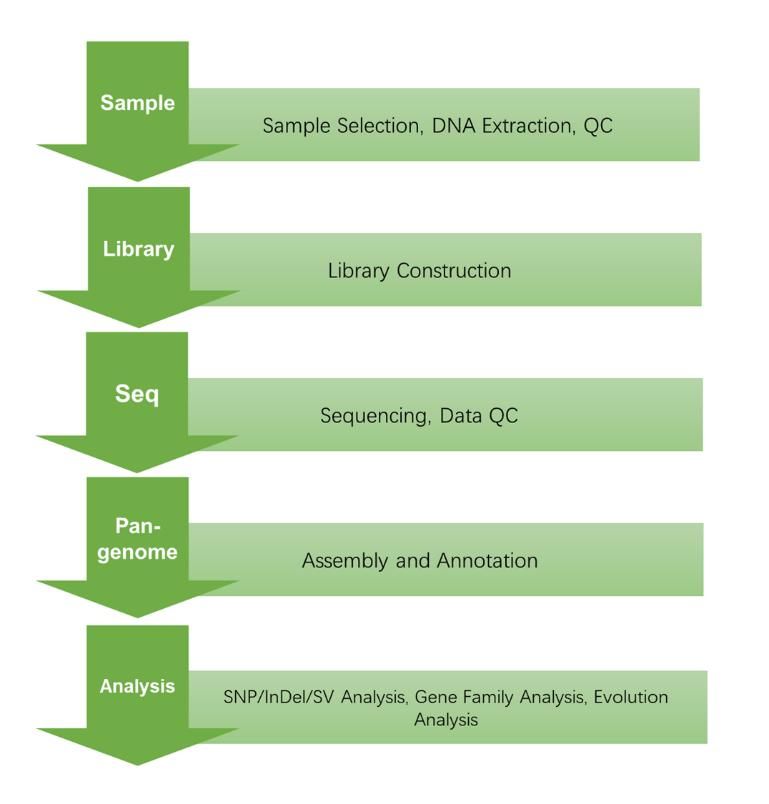 CD Genomics pan-genome service