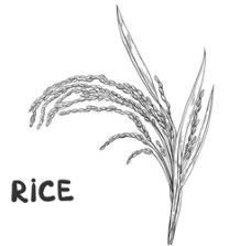 Rice