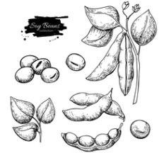 Soybean